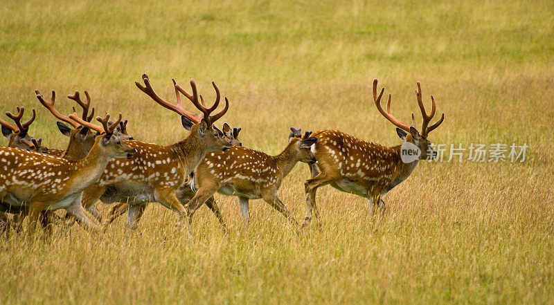 奔跑的Chital或Axis Deer